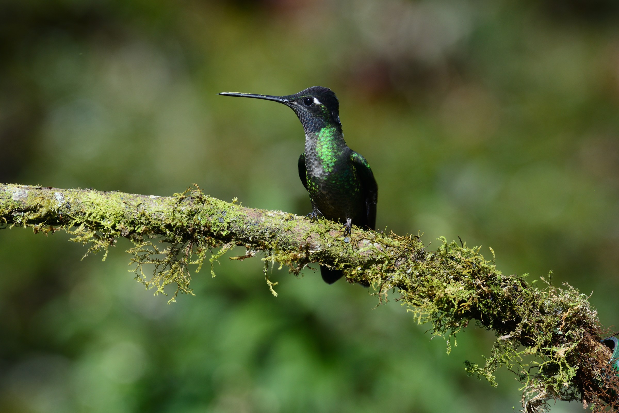 A small green and black hummingbird perches on a branch.