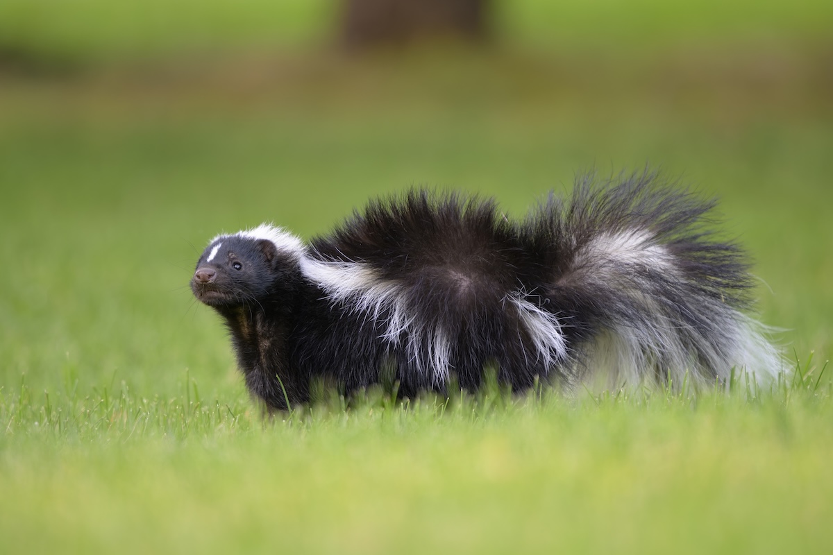 Mountain Lion vs. Skunk—Who Wins?