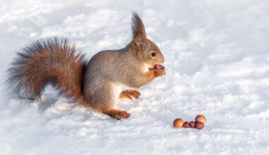 Wildlife officials warn against feeding animals during cold weather