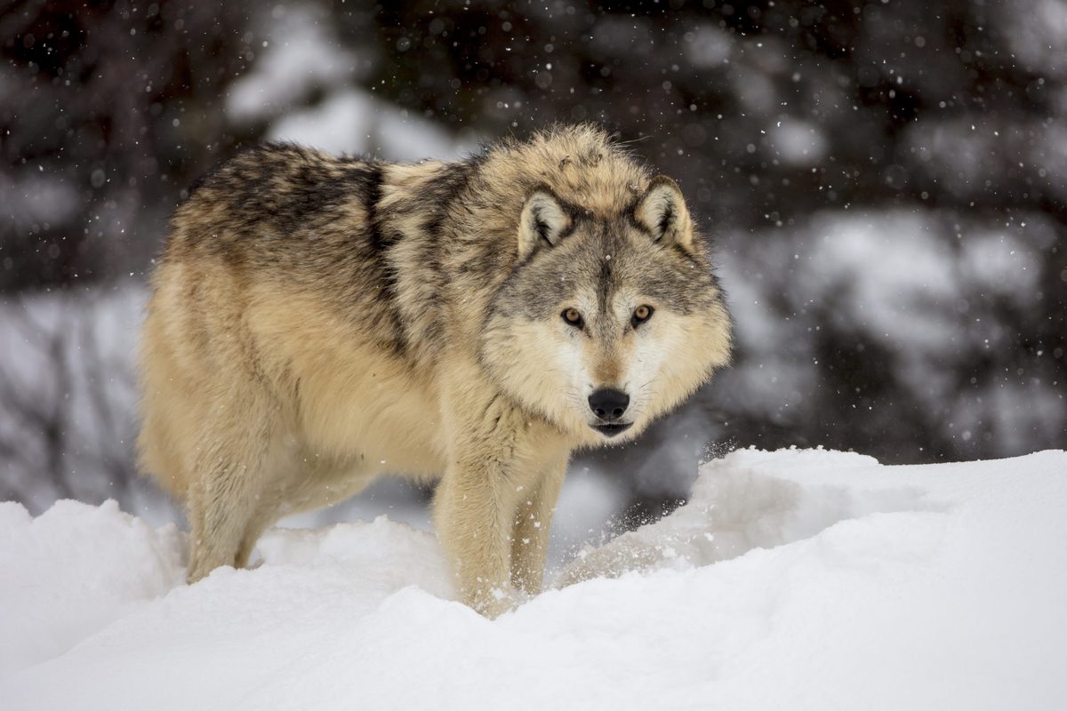 A gray wolf from an alpha pack