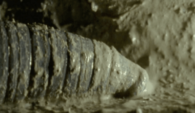 Giant Gippsland earthworm crawls through a tunnel