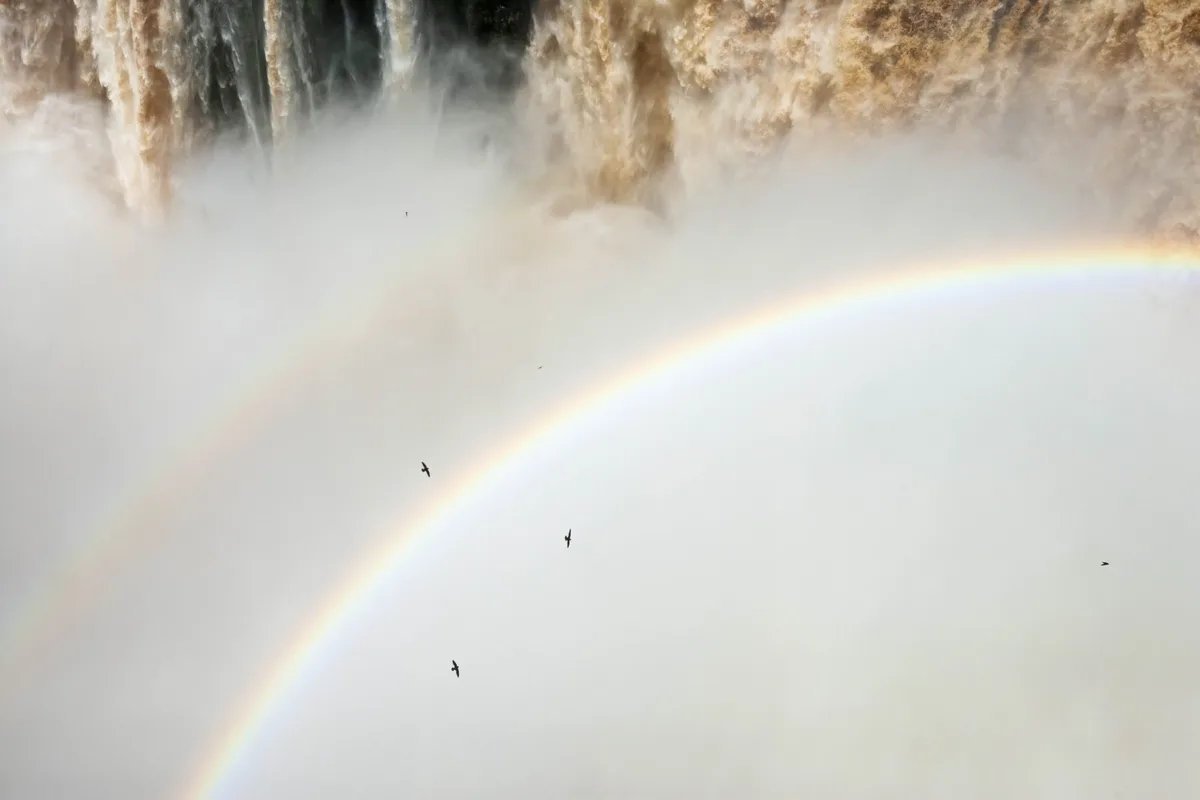 Great dusky swifts at Iguazu Falls with rainbow