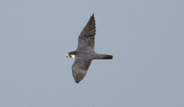 The Siberian peregrine falcon captured on camera while in flight.