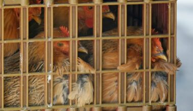 Bird flu at Amherstburg poultry farm