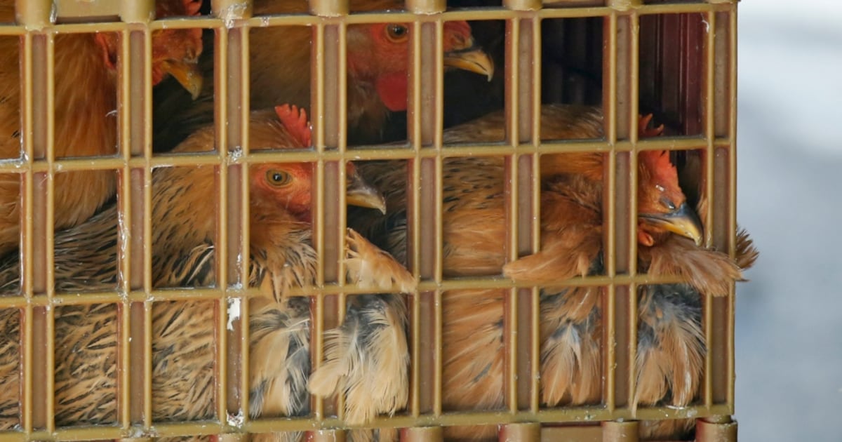 Bird flu at Amherstburg poultry farm