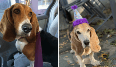 Dog Taylor, adopted from Toronto Humane Society