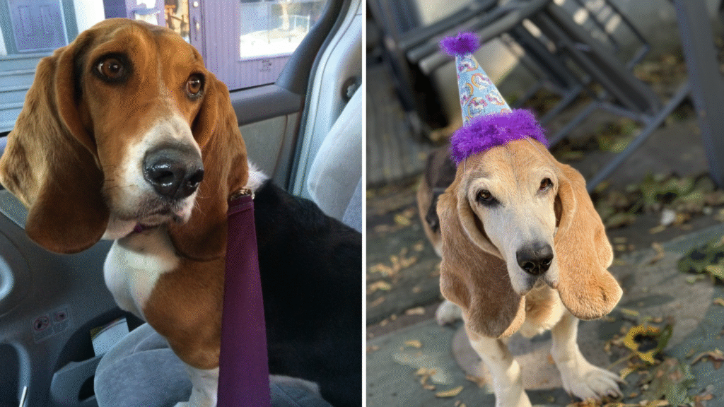 Dog Taylor, adopted from Toronto Humane Society