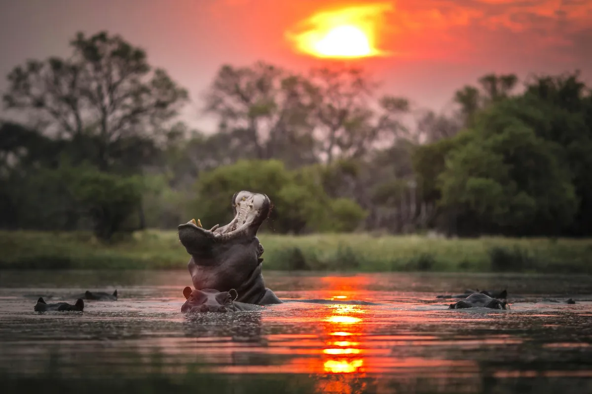Hippo in Botswana