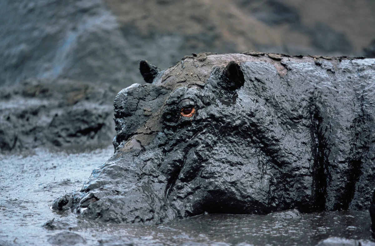 Hippo in mud