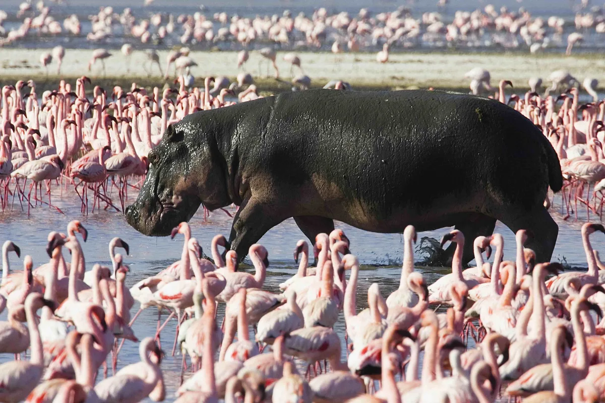 Hippos with flamingos