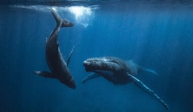 Humpback whales