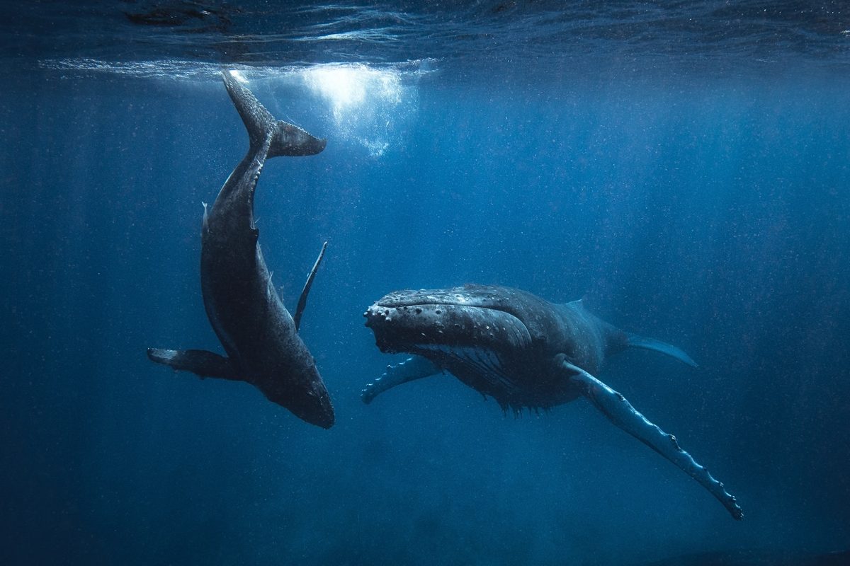 Humpback whales