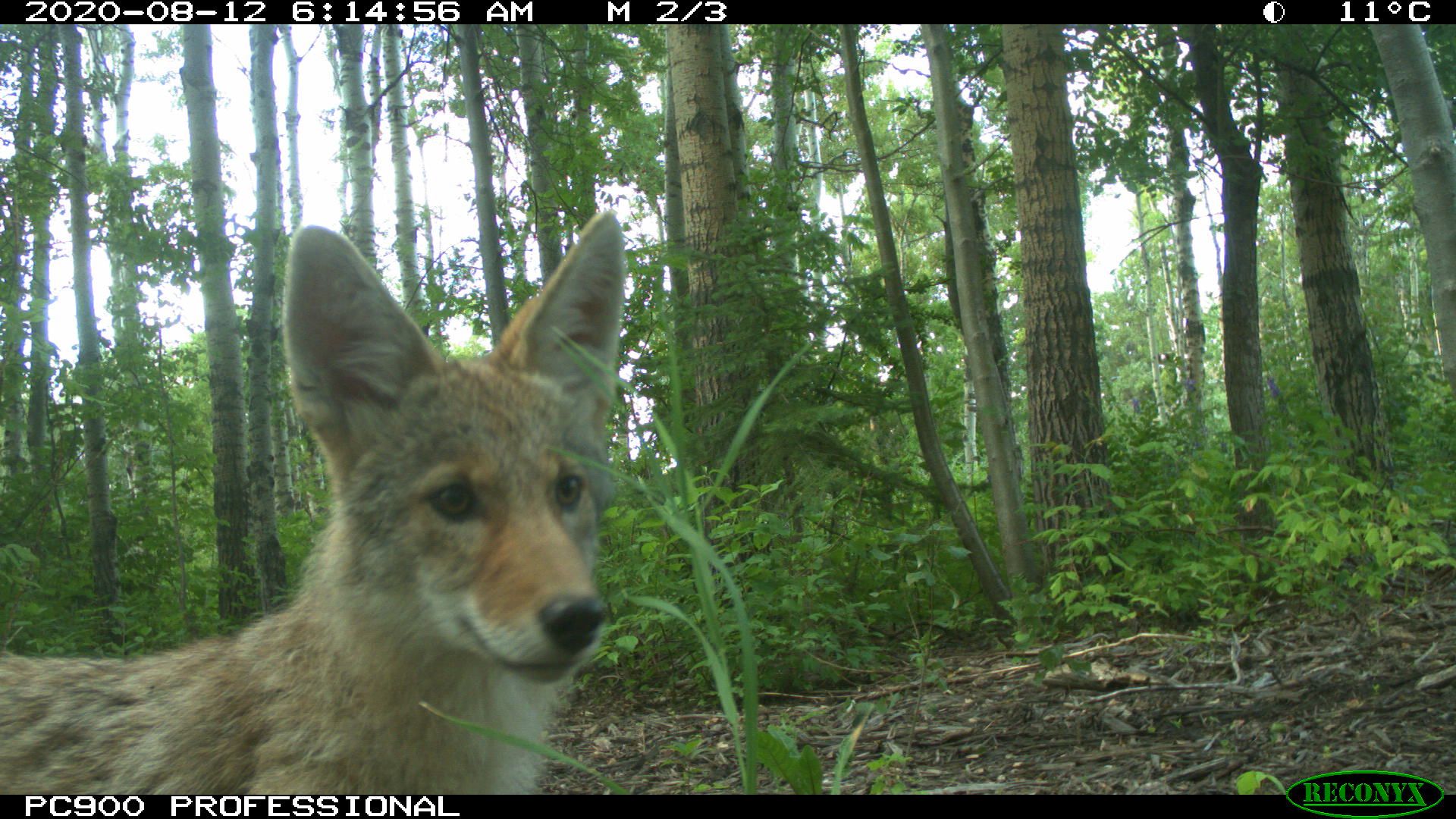 Image of a coyote from a remote camera site run by expert Shelley Alexander. Sibmitted/Shelley Alexander