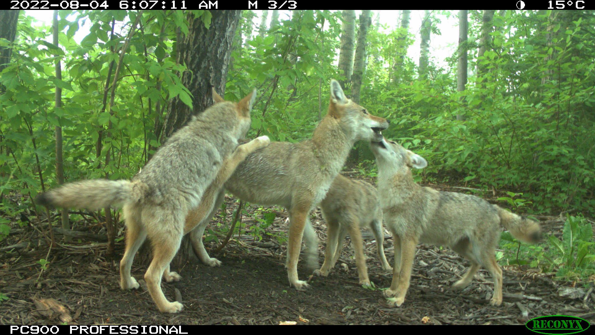 Image of coyote family from a remote camera site run by expert Shelley Alexander. Sibmitted/Shelley Alexander