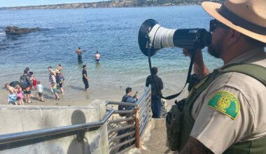 Tourist family removed from La Jolla Cove for harassing sea lions – NBC 7 San Diego