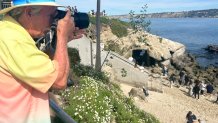 Jim Grant has been photographing marine wildlife at the La Jolla Cove for decades, February 23, 2026.