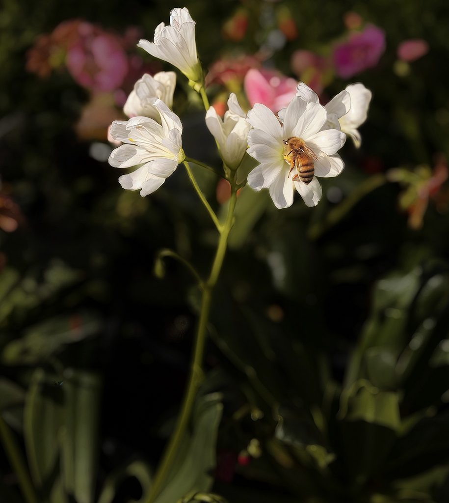 Bob's Picture of the Day for February 27th, 2026