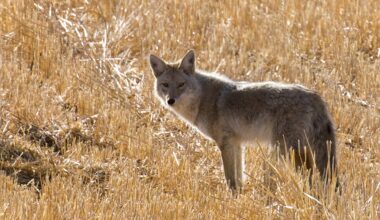 Seeing More Coyotes Lately? There’s a Reason - HighRiverOnline.com