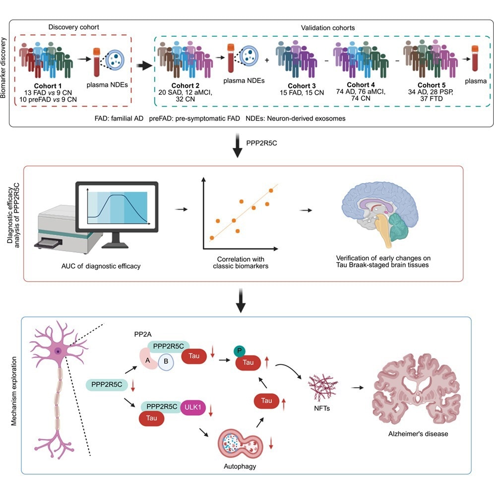 Study: Neuronal PPP2R5C in plasma is a potential biomarker for early diagnosis of Alzheimer’s disease