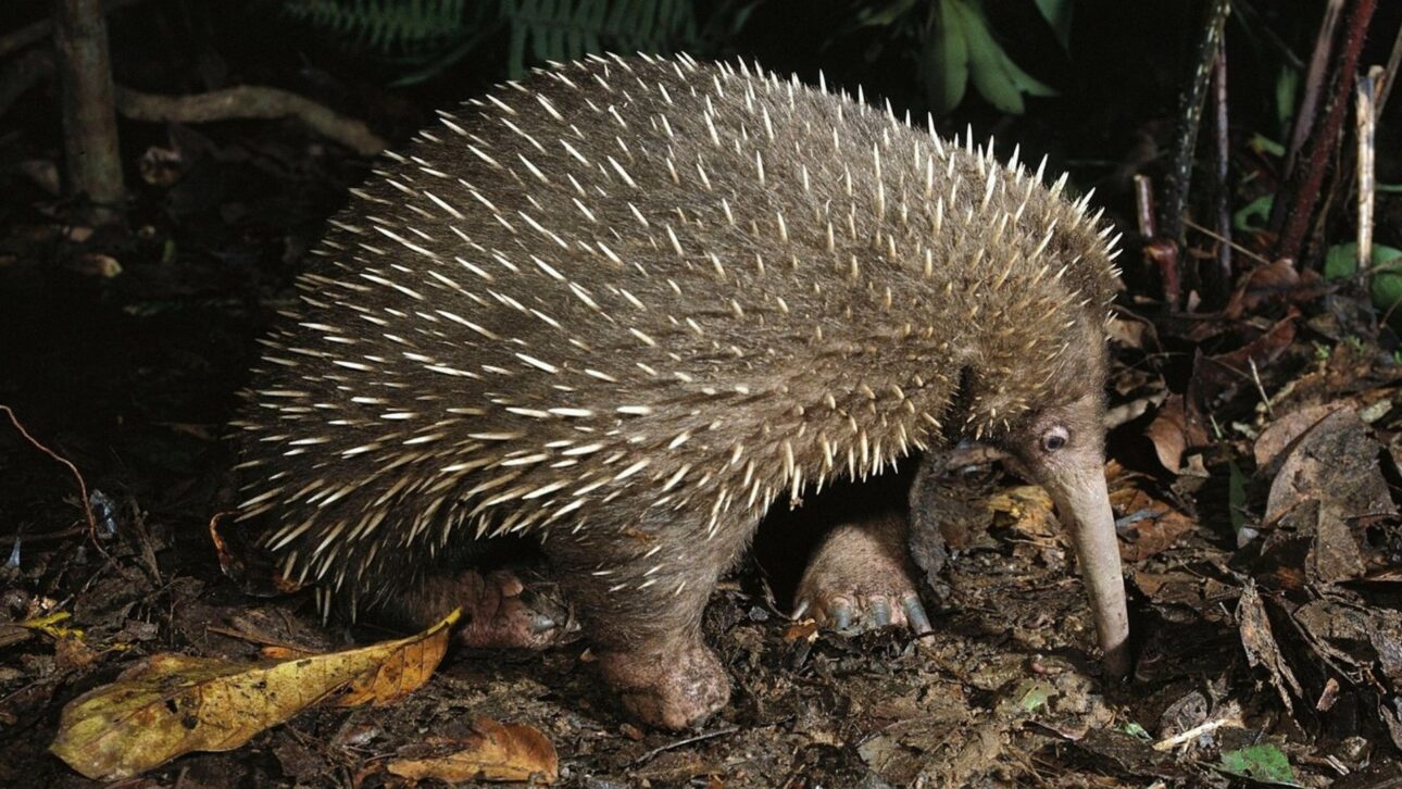 Attenborough's echidna reappears after 62 years in Indonesia, confirmed by cameras and indigenous knowledge, reigniting global conservation efforts.