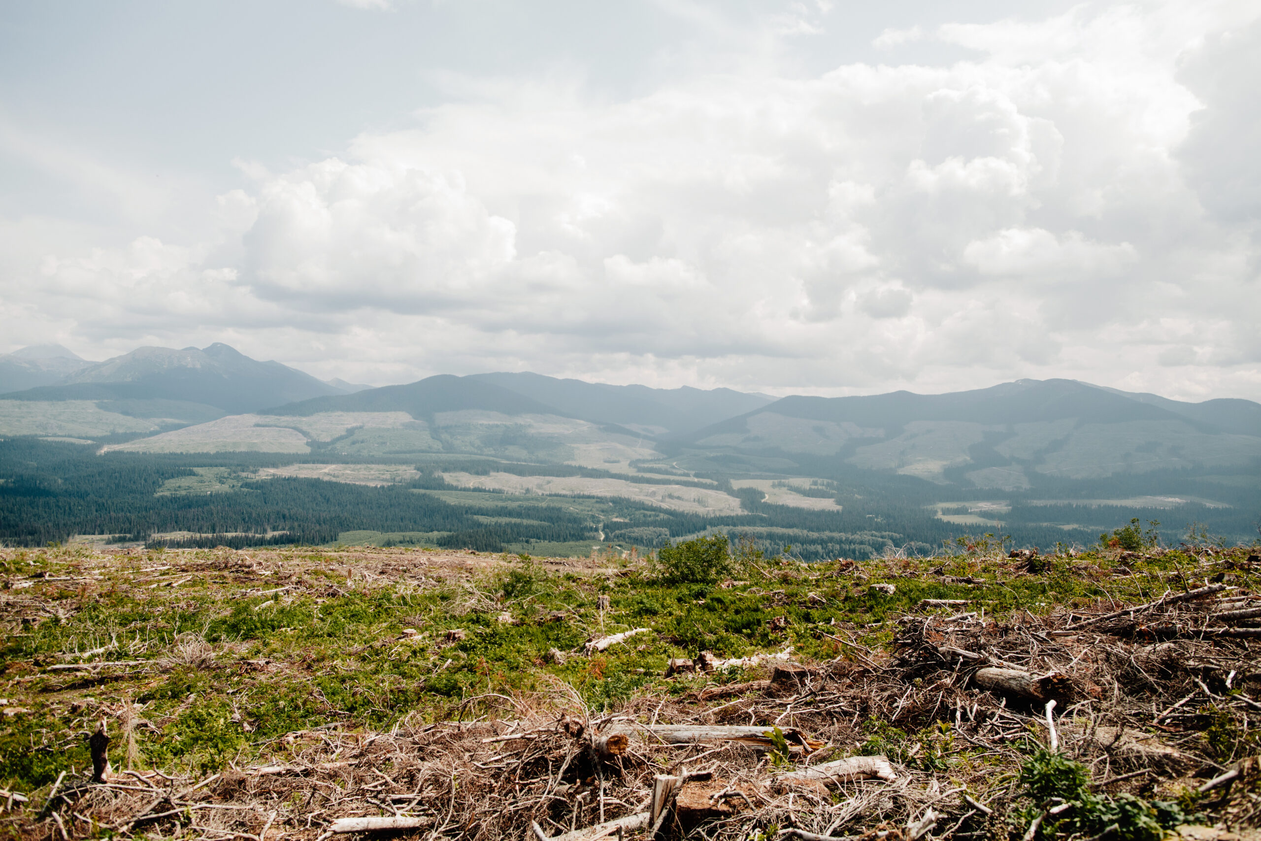 a view of a logged valley