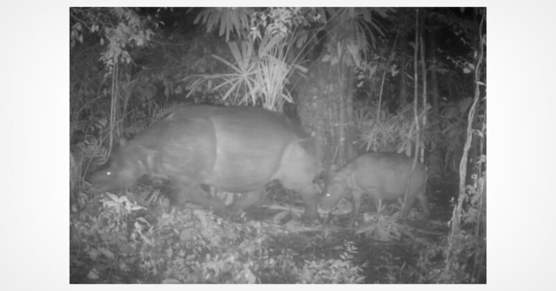 Black-and-white night camera photo shows a large adult and a smaller young tapir walking side by side in a dense, leafy forest. The scene is dimly lit with foliage and tree trunks in the background.