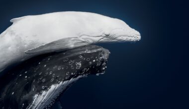 Rare 1-in-40,000 white humpback whale calf photographed for the first time in Tonga wins prestigious nature photo competition