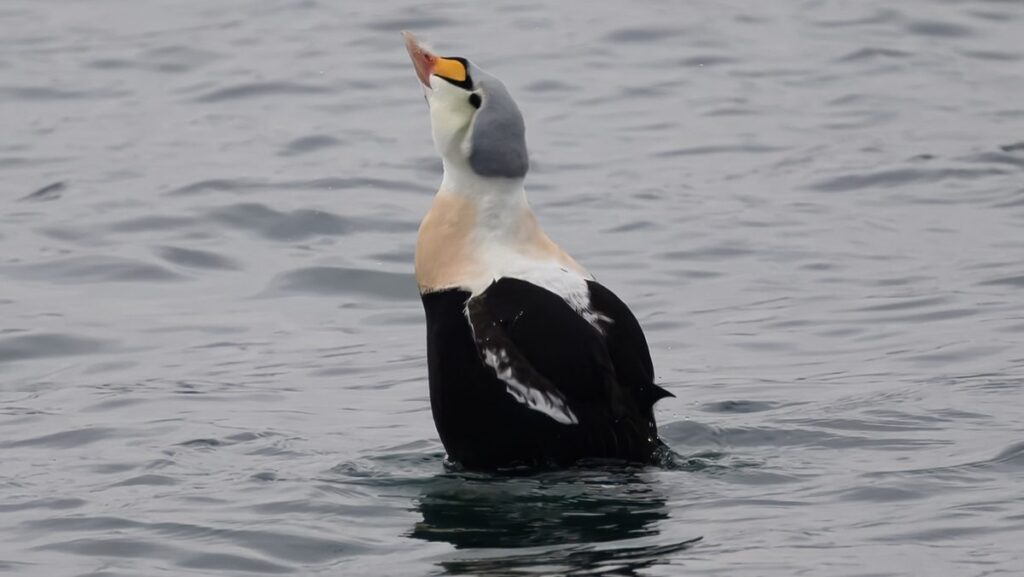 Toronto birding enthusiasts say they have spotted a king eider duck at Tommy Thompson Park this winter.
