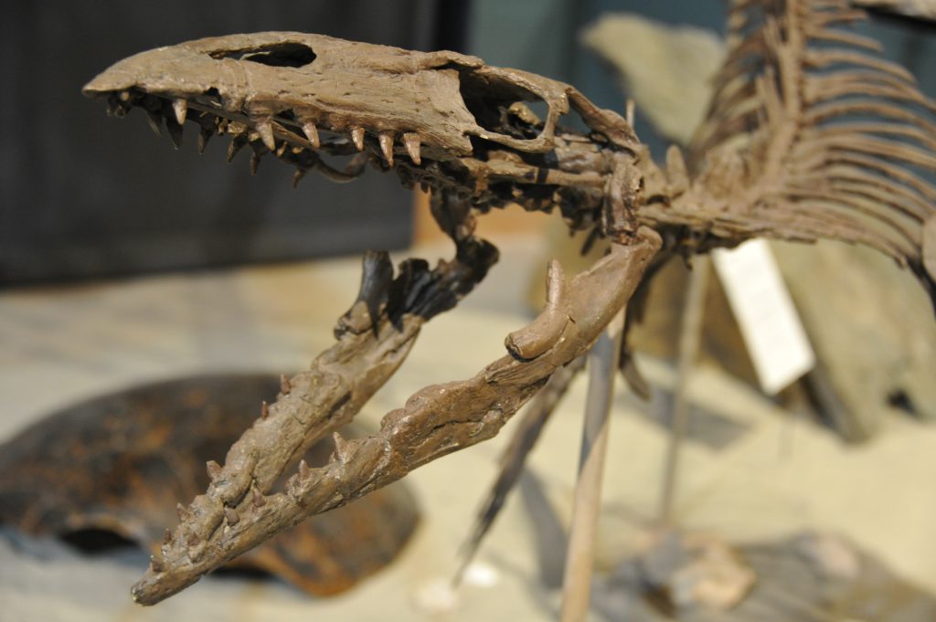 Another Comox Valley fossil replica of a dinosaur skull