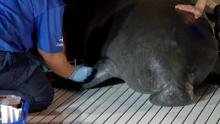 Click to play video: 'Manatee rescued from storm drain in Florida'