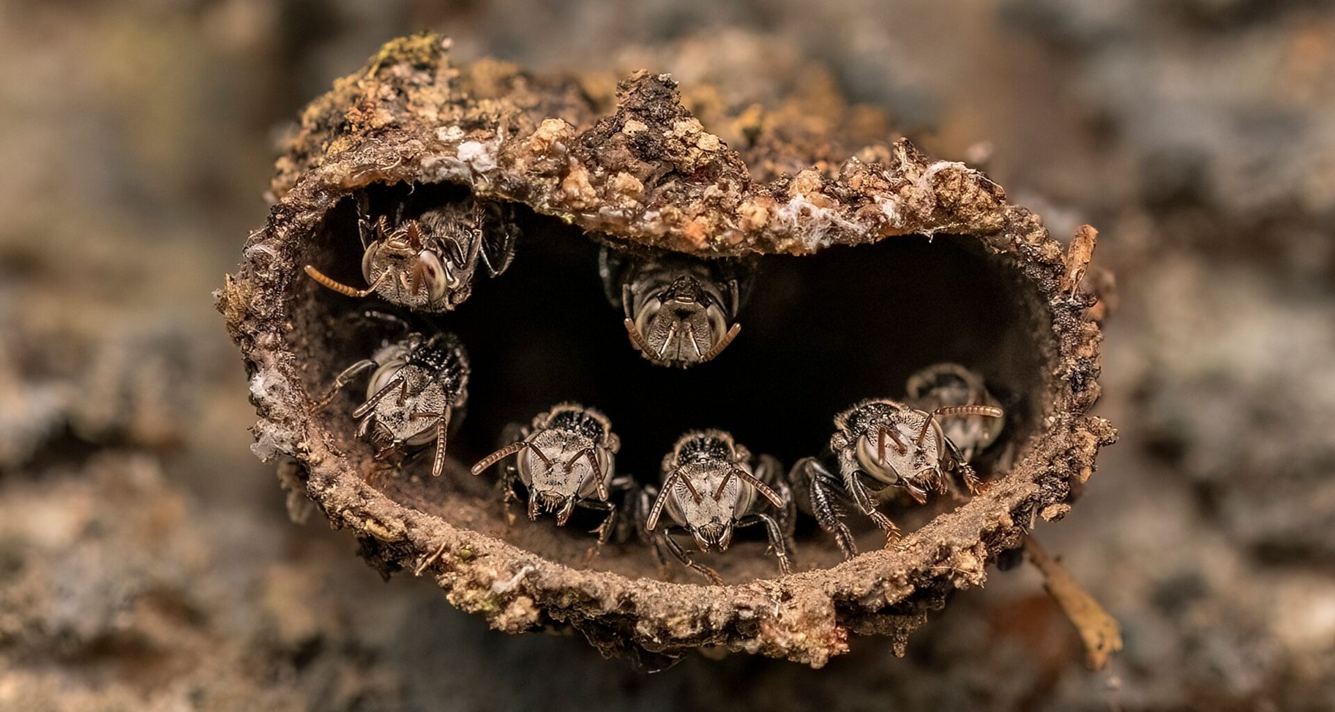 14-year-old photographer scoops top prize in world's biggest close-up competition with DSLR camera kit