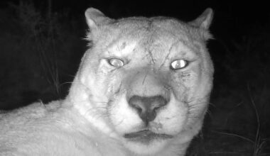 Sleepy Mountain Lion Wakes Up Right in Front of Trail Camera