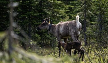 a mother and baby caribou are seen in a forested area