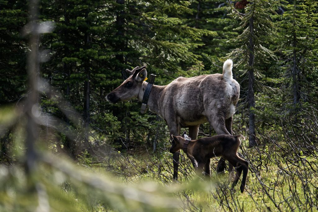 a mother and baby caribou are seen in a forested area