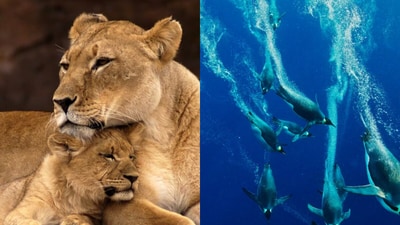 Let’s explore how animals show love in the wild, often in ways that are brave, protective, and extraordinary. (Moodville Dreamstime and Paul Nicklen/Nat Geo Wild)