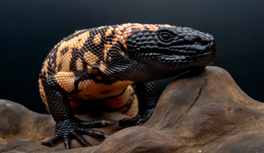 How the Gila Monster Gave the World Ozempic