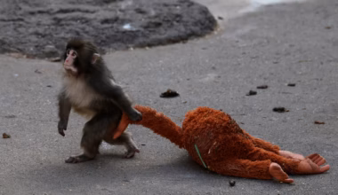 After lonely baby monkey goes viral, his IKEA comfort toy sells out - The Washington Post