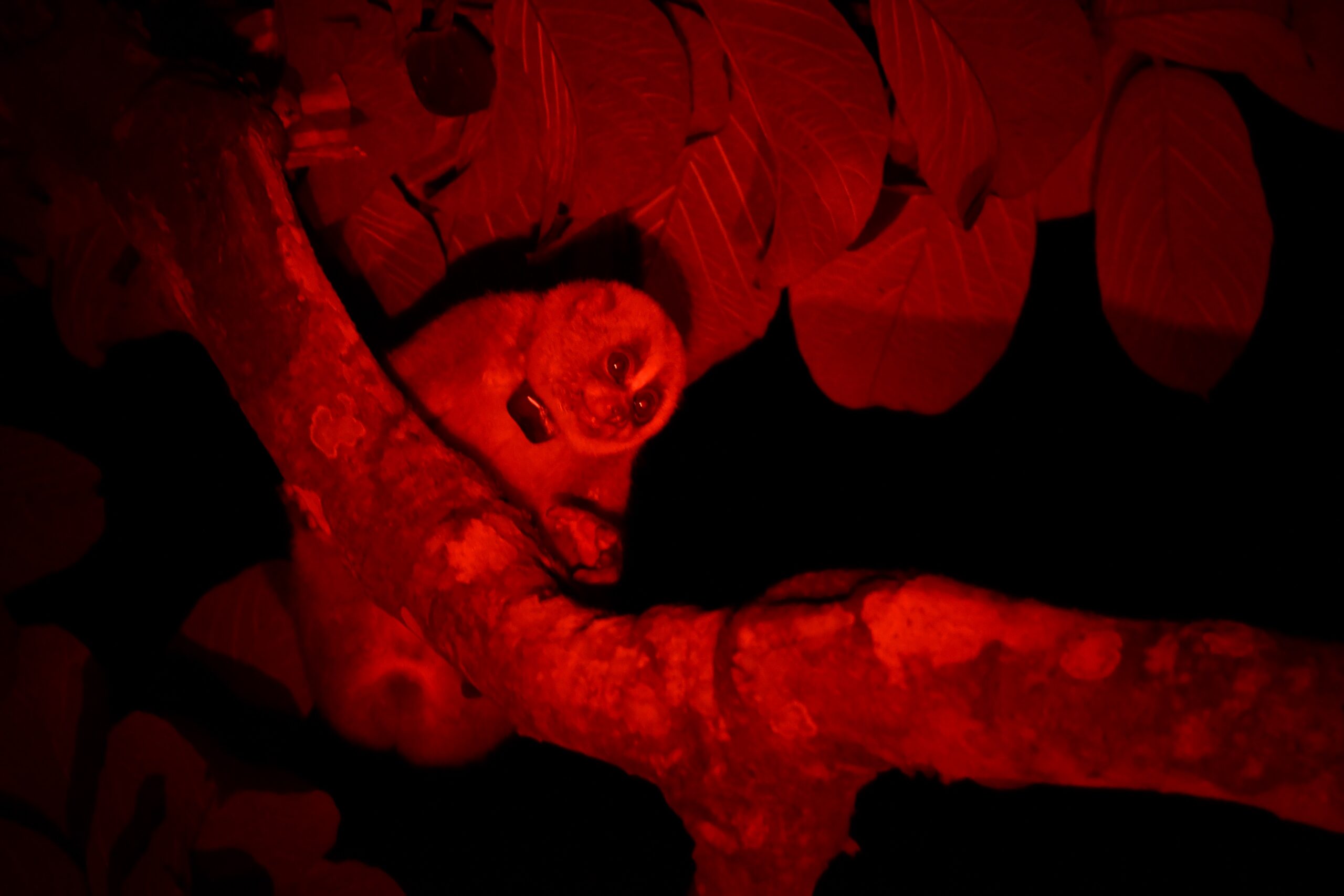 Bengal slow loris at night