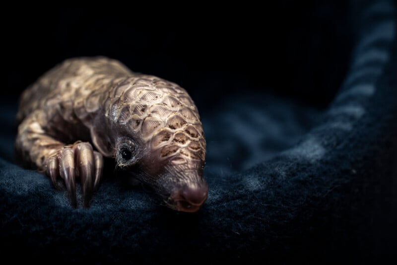 A close-up of a baby pangolin resting on a dark, soft surface. The pangolin’s textured, scale-covered body and small claws are clearly visible against the black background.