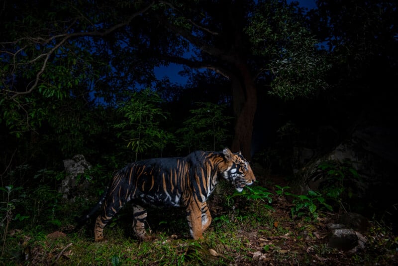 A Bengal tiger walks through a dense forest at night, illuminated by a spotlight, with dark trees and foliage surrounding it under a deep blue sky.