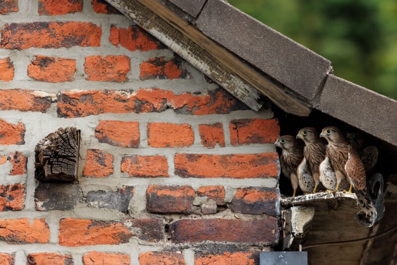 Five young birds of prey perch closely together at the edge of a brick building’s gutter under the roof, looking outward. The wall is made of red bricks with visible mortar lines.