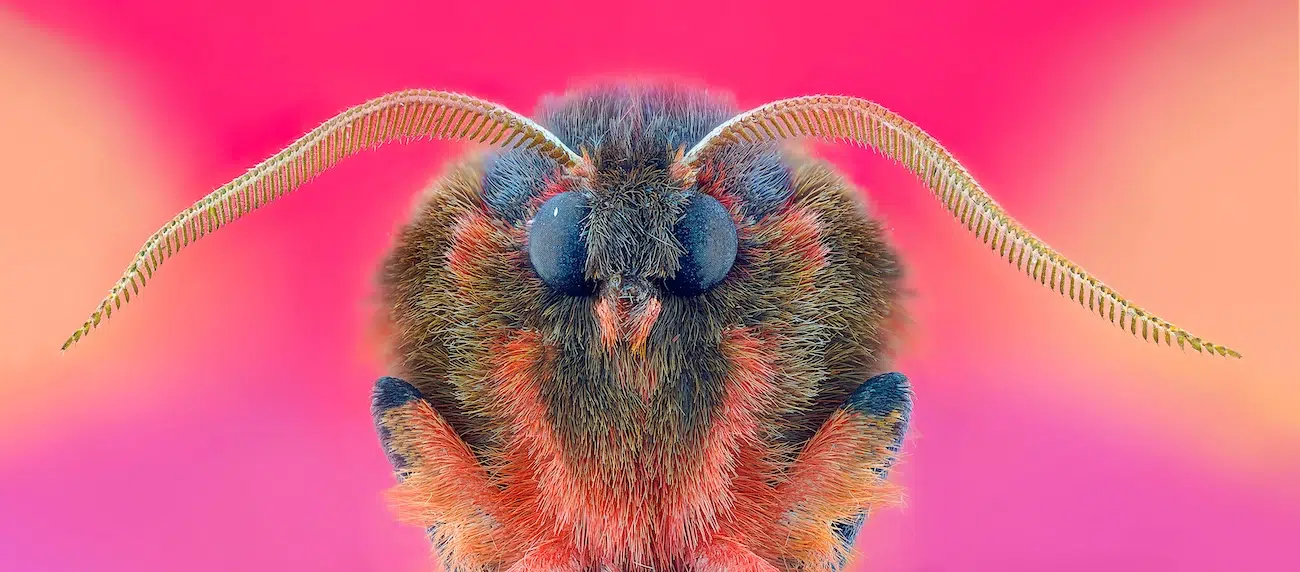 Society of Photographers Competition 2025