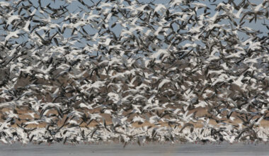 Flock of light geese. Photo by Phil Kahnke