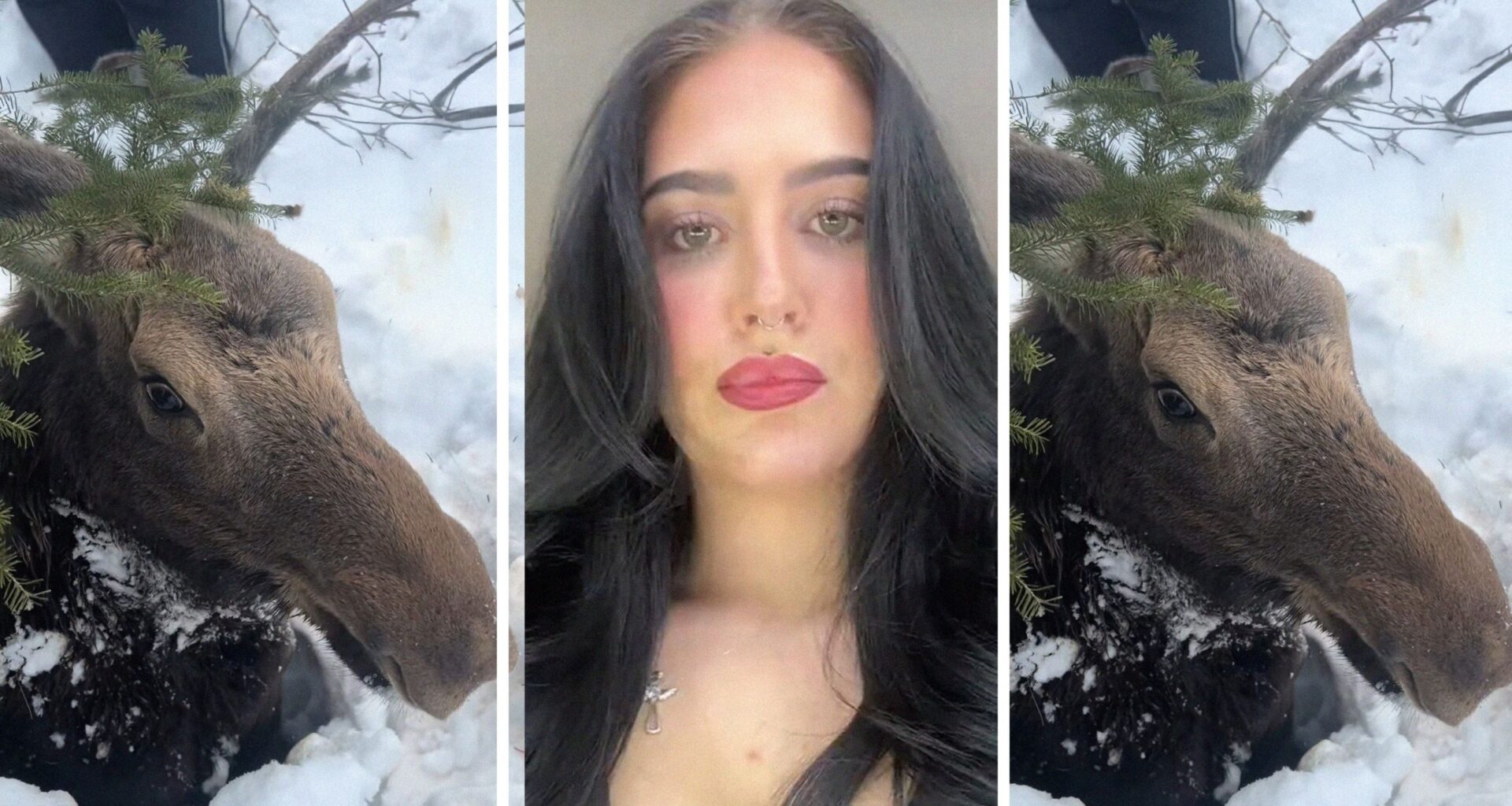 trapped moose (l) woman shares outside encounter (c) scared moose (r)