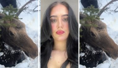 trapped moose (l) woman shares outside encounter (c) scared moose (r)