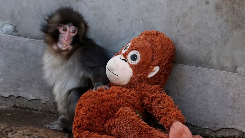 A baby monkey drags a stuffed orangutan behind him. 