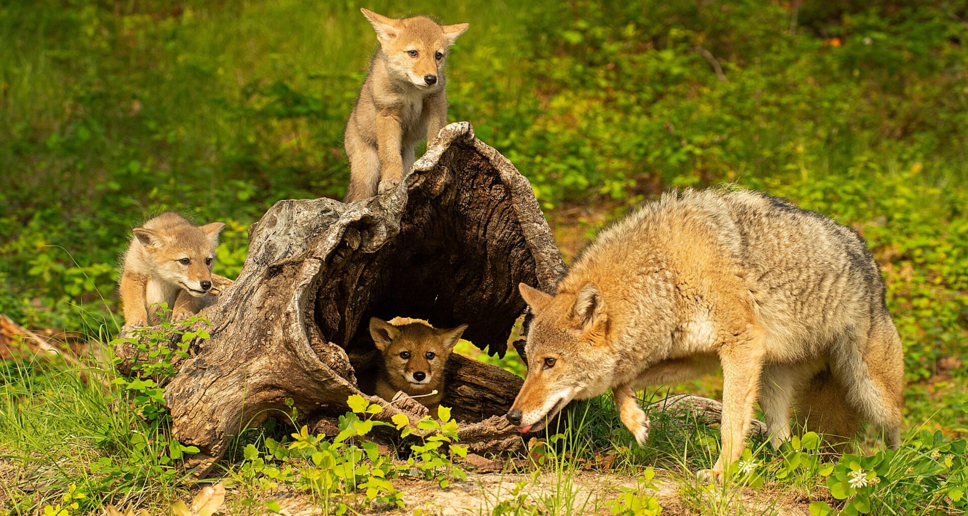 What residents should know – City of Mississauga