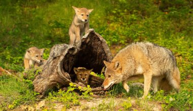 What residents should know – City of Mississauga