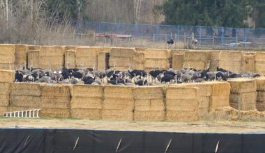 The B.C. ostrich saga has come home to roost with a big bill