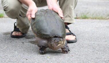 Snapping turtle hunting: Scarborough man fined